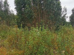 2024-05-26 Treino no Campo de Treino BEAR